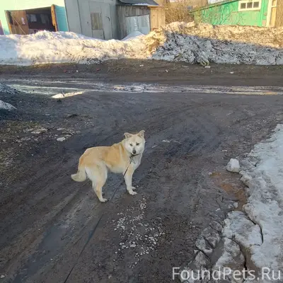 Пропала собака Гретта