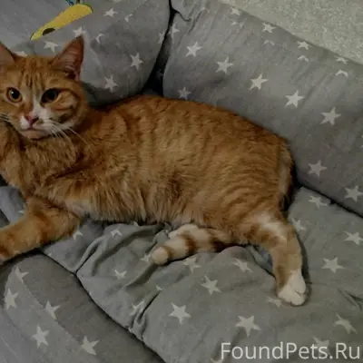 Пропала кошка Алиса, улица Резинстроя