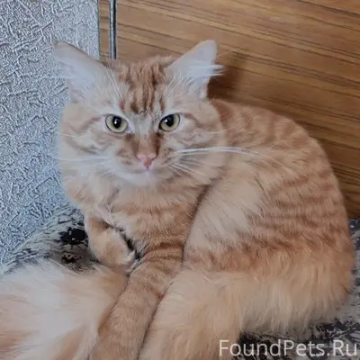 Пропал рыжий кот, с. Бехтеевка