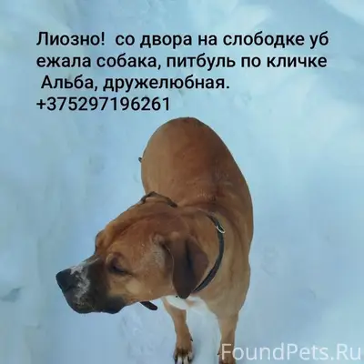Пропала питбуль Альба, Лиозно