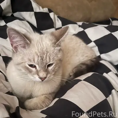 Найден кот, за 2-ой школой