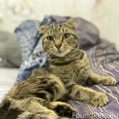 Пропал кот,