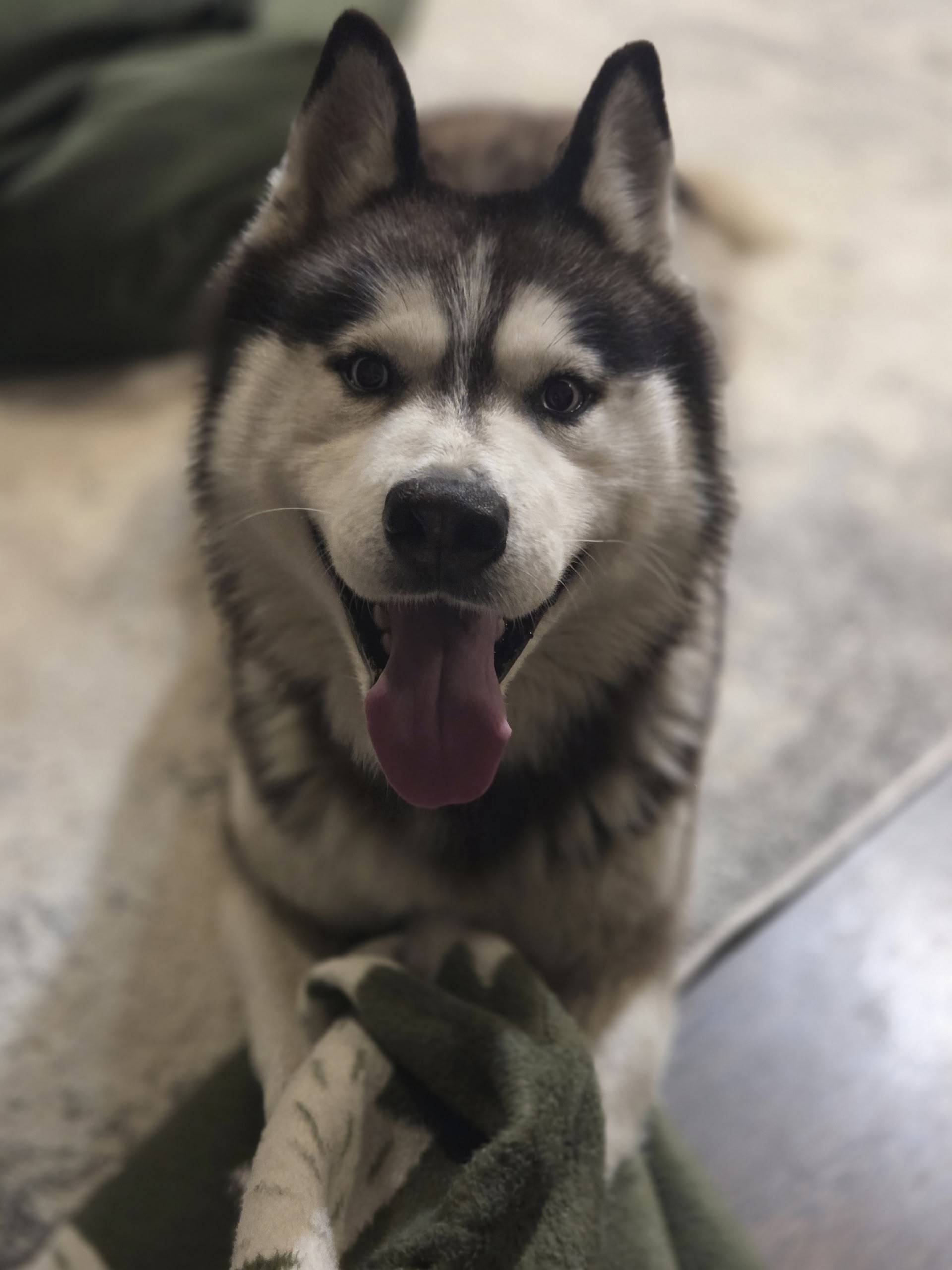 Найден хаски, найденный в Опалихе