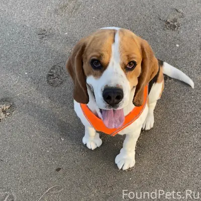 Пропал бигль Рэй, Алексеевка