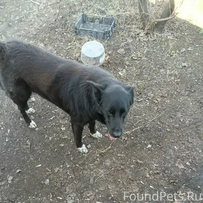 Пропал пёс Цыган, Новокуйбышевск