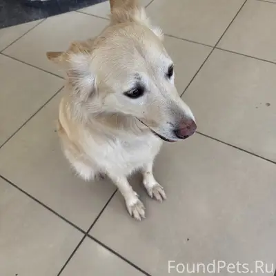 Найден метис лабрадора, Новосадовый