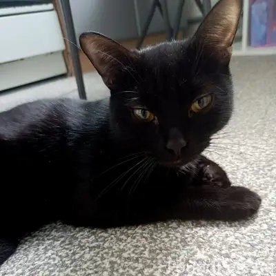 Найдена кошка, ул. Энгельса