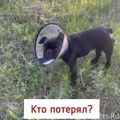 Найден а собака в ветеринарном воротнике, Ставрополь-Михайловск