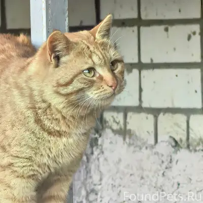 Пропал кот, хромает, Солнечный бульвар и Маяковского