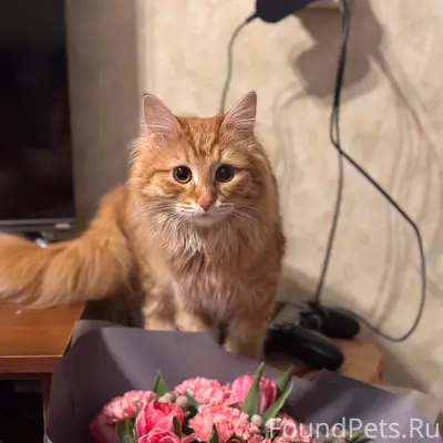 Пропала кошка Шелли, 12 микрорайон