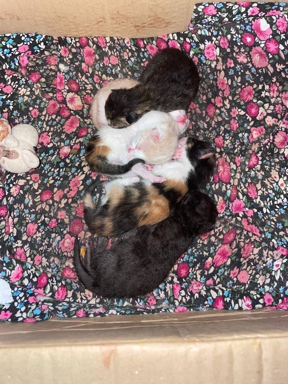 Найдены котята, [место не указано]