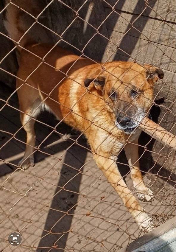 Пропал Бим, Смышляевка