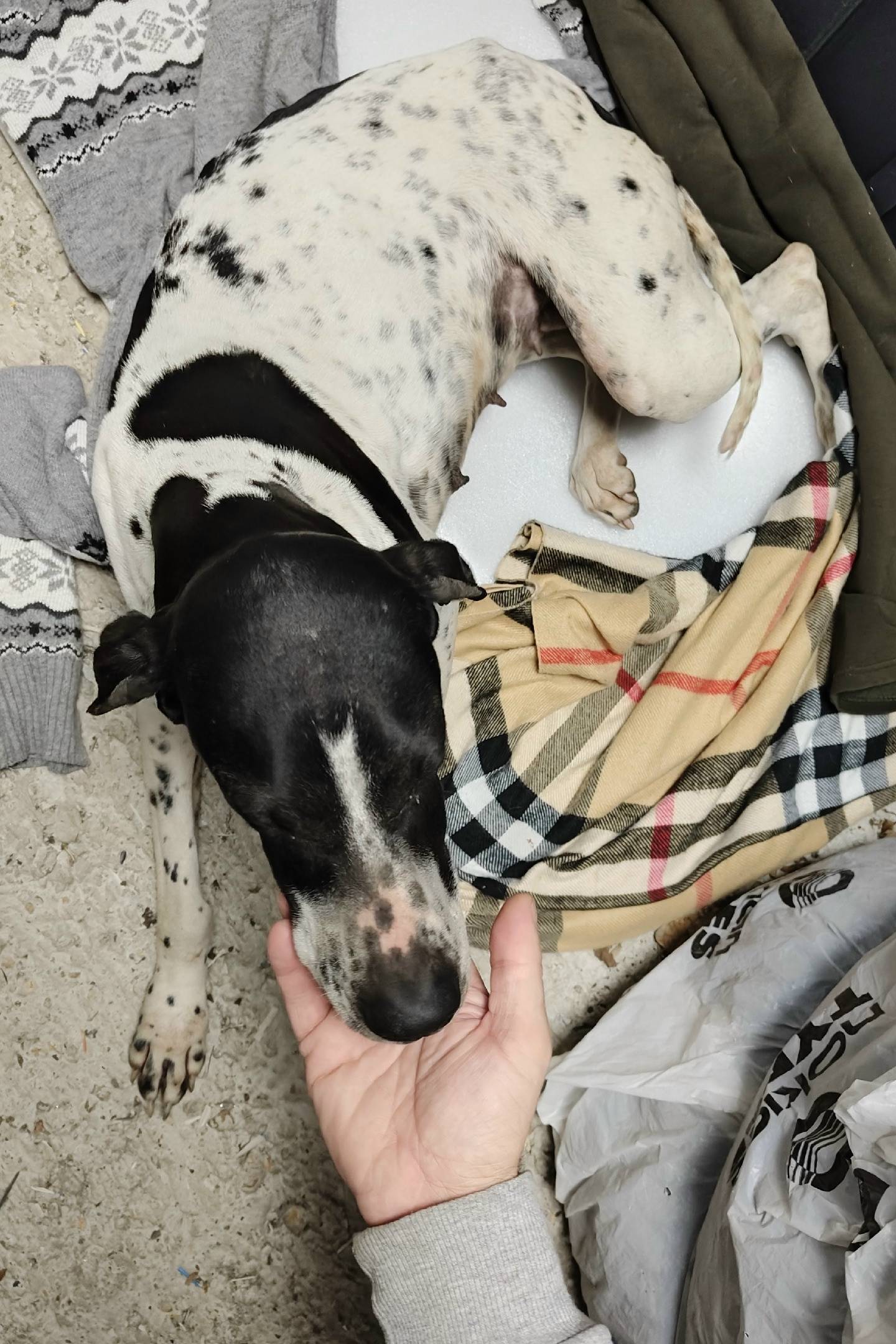 Найден пёс, район Катюши