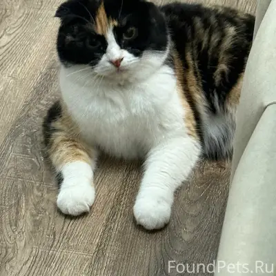 Пропала трёхцветная кошка Буки