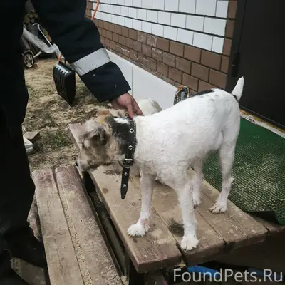 Найденны две собаки, дер. Владыкино