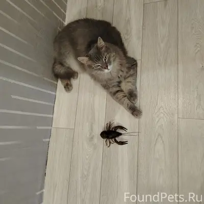 Пропал кот Ватсон, Вахитово