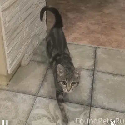 Пропала кошка Мася, Зеленоград