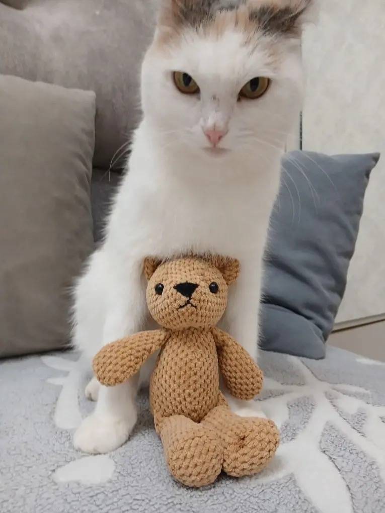 Пропала кошка Муся, с. Иглино