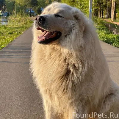 Пропал пёс Жером, Кимры