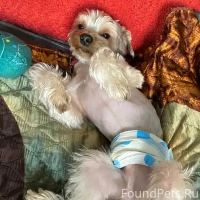 Пропал йоркширский терьер голдаст, пропал на дачном участке