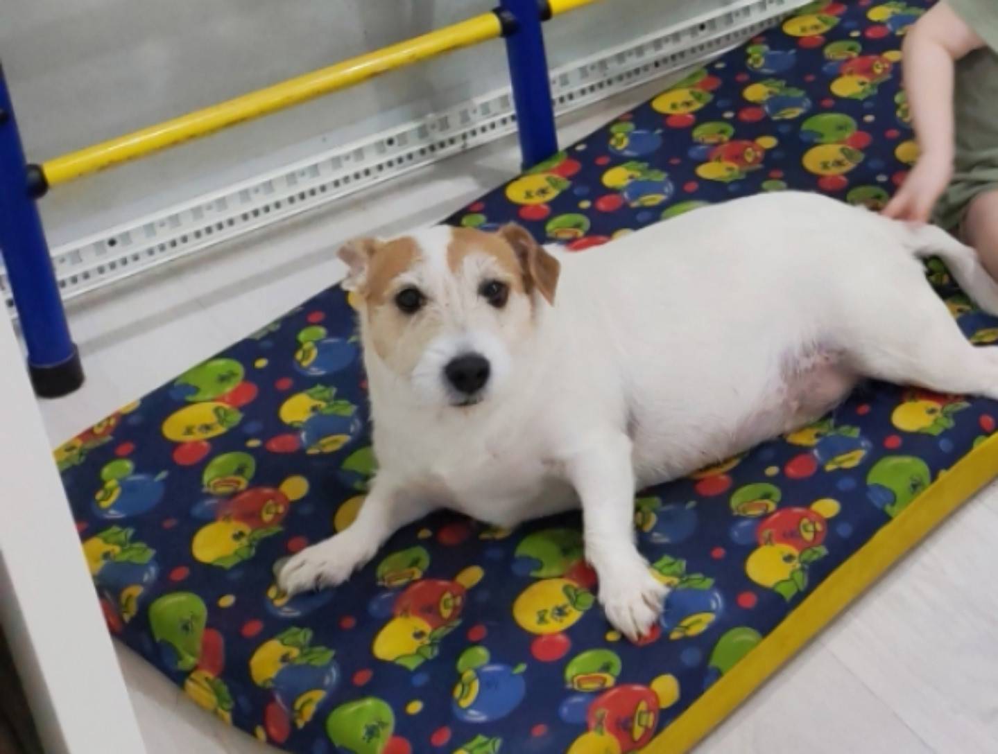 Пропала девочка джек-рассел, Северо-Задонск