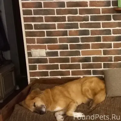 Пропала собака Лиза, Кратово