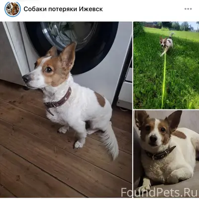 Пропала собака, Воткинское шоссе