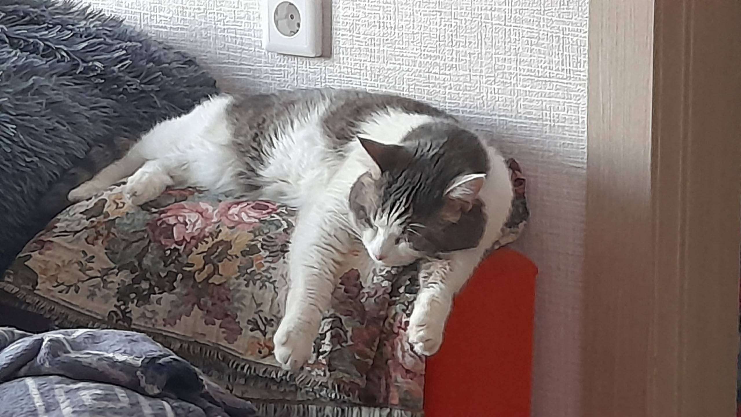 Пропал кот Фиником, Первоозёрный посёлок, Челябинск