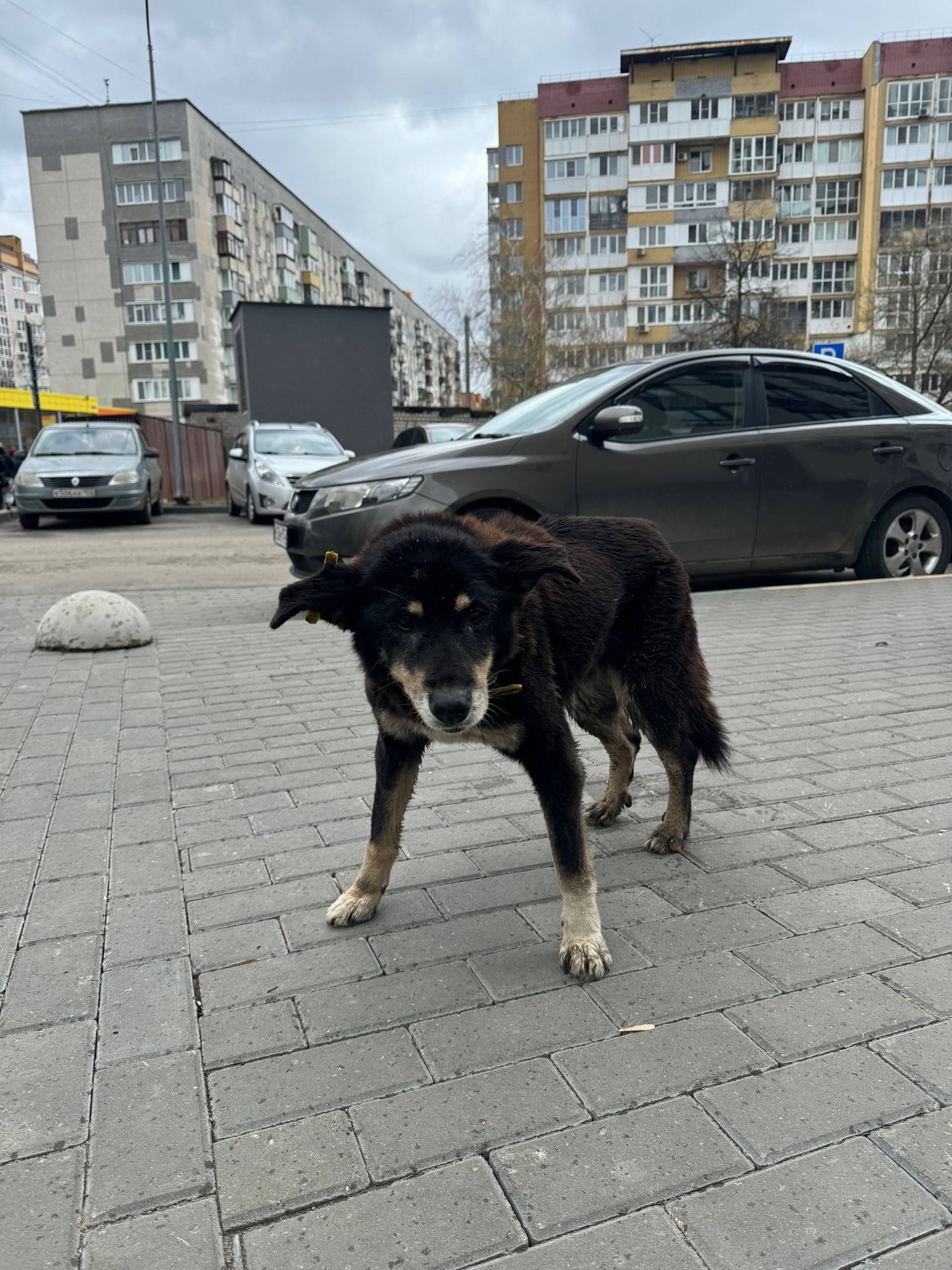Найдена собака с чипом, ул. Темирязева