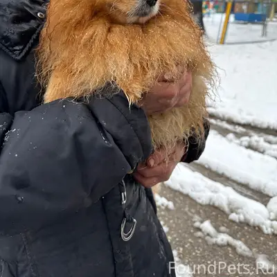 Пропала собака, около сада солнышко