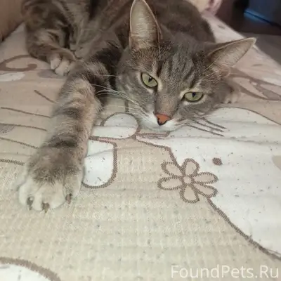 Пропал кот Герасим, район ул. Новая — Первомайская