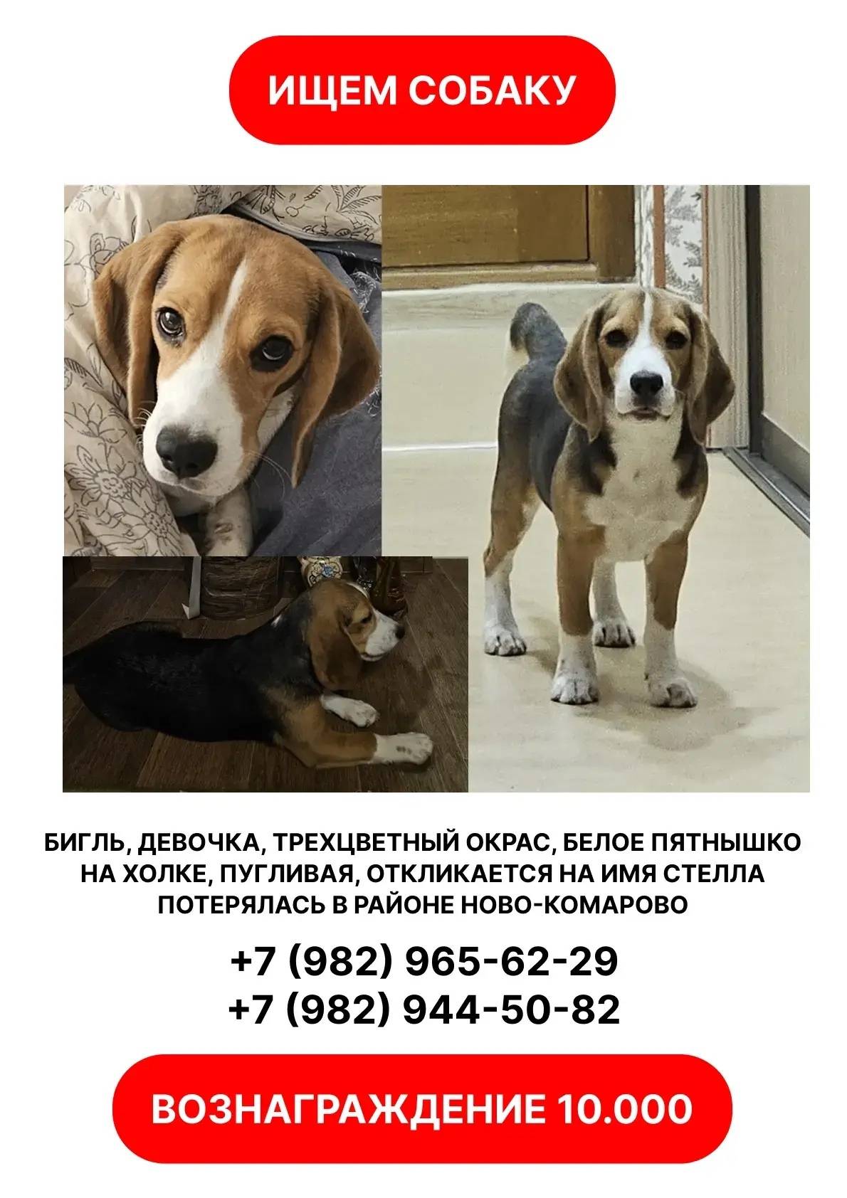Пропала собака Стелла