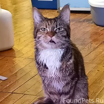 Найдена кошка, СНТ п. Аять