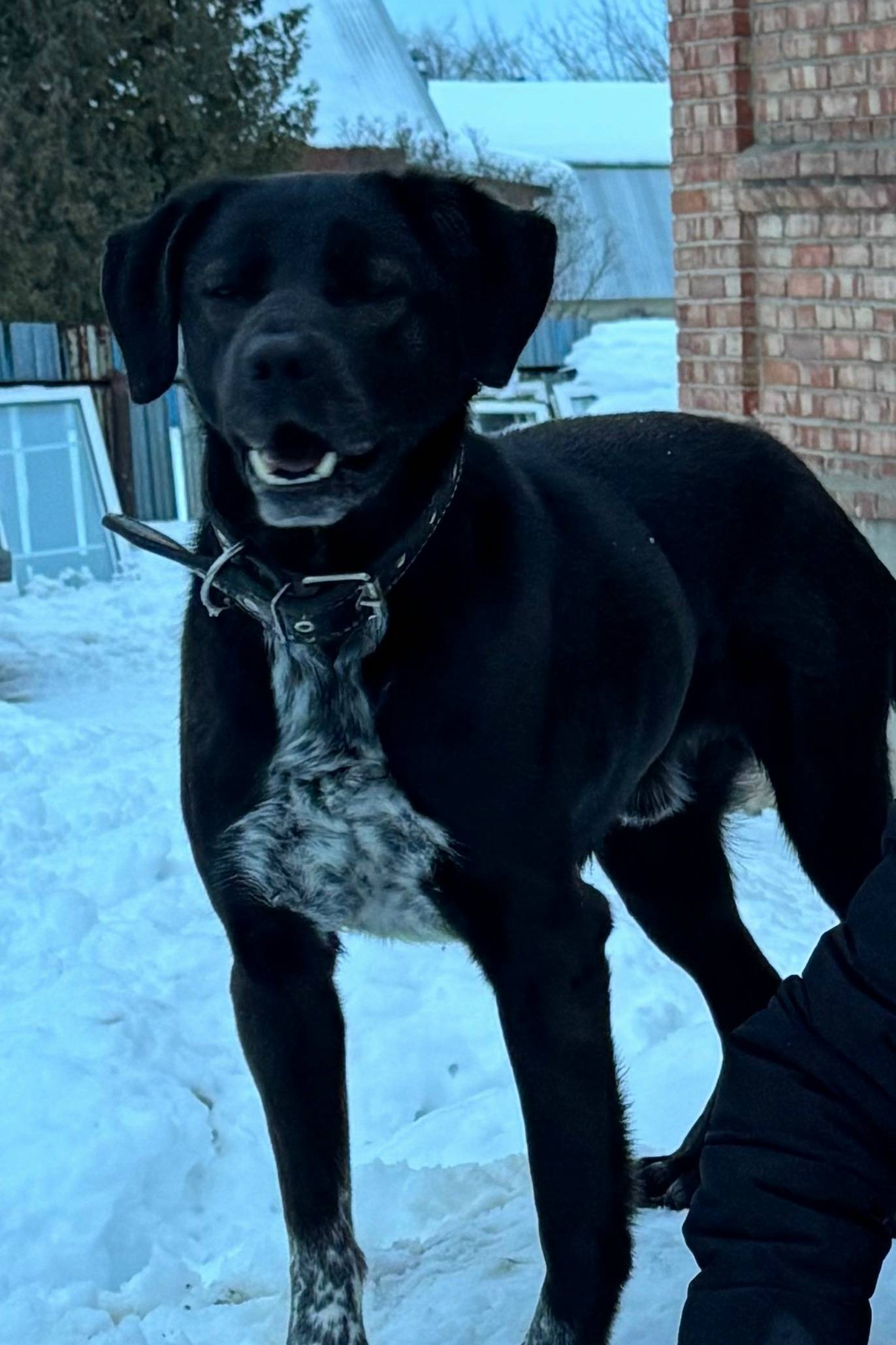 Пропал Бим, улица Западная