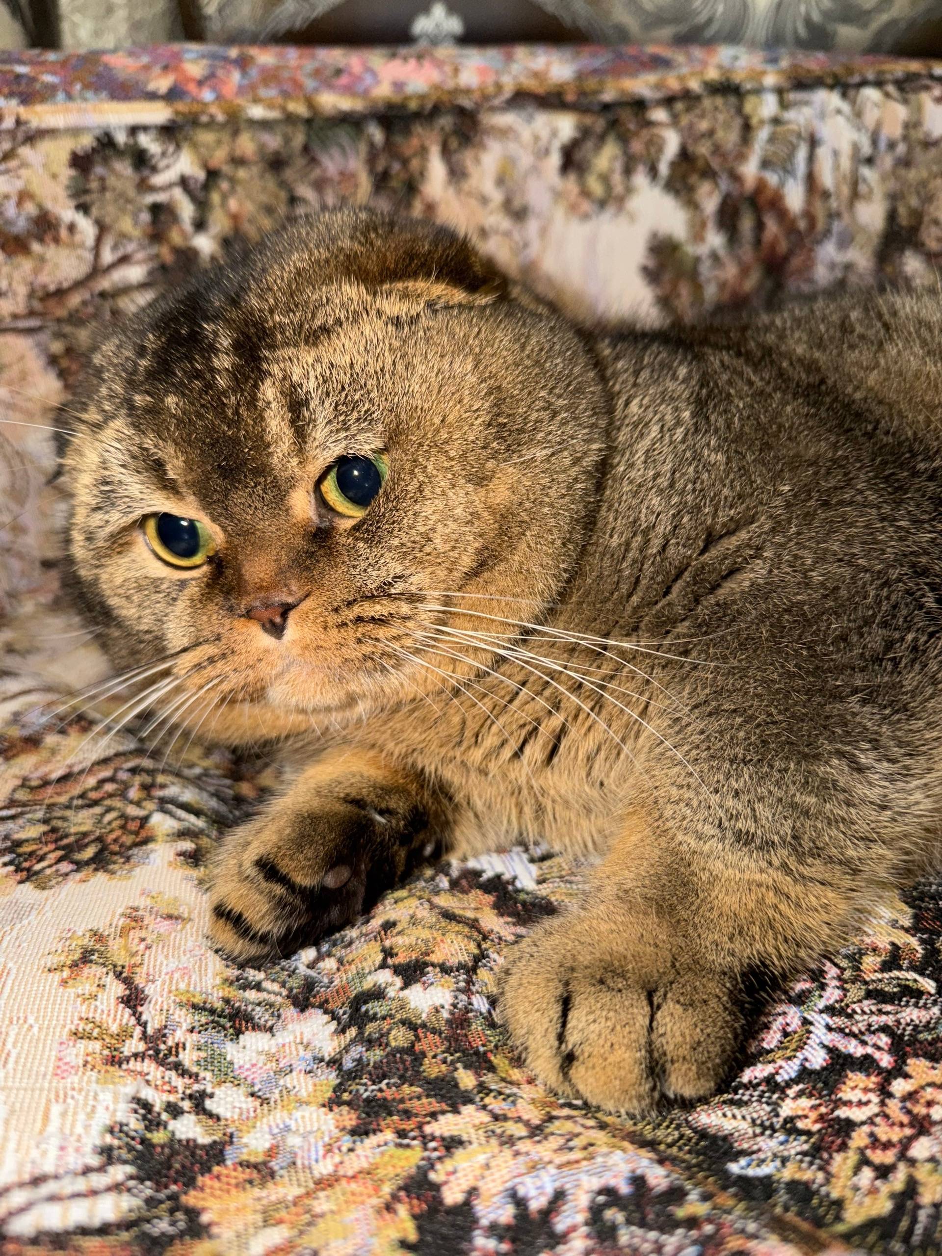 Пропал вислоухий кот Яша, район Спутник, Белгород