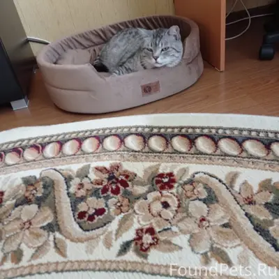 Пропал кот Василий, Поле чудес