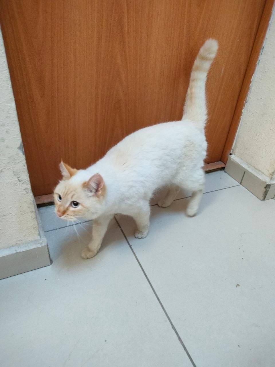 Найдена кошка, район автовокзал
