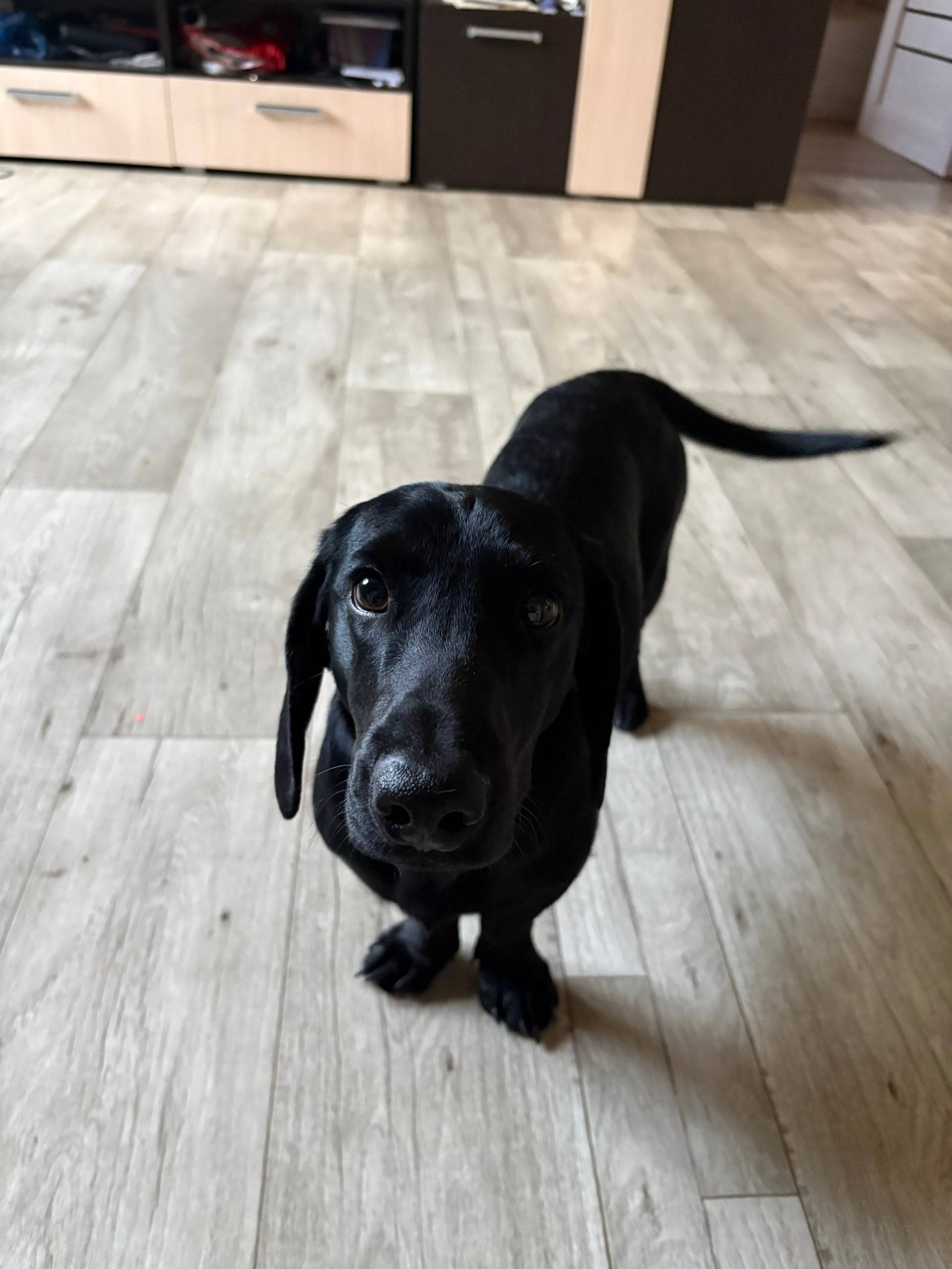 Найден метис таксы, черный окрас, улица Декабрьских событий