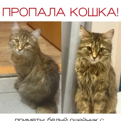 Пропала кошка, Мегион Суд-920