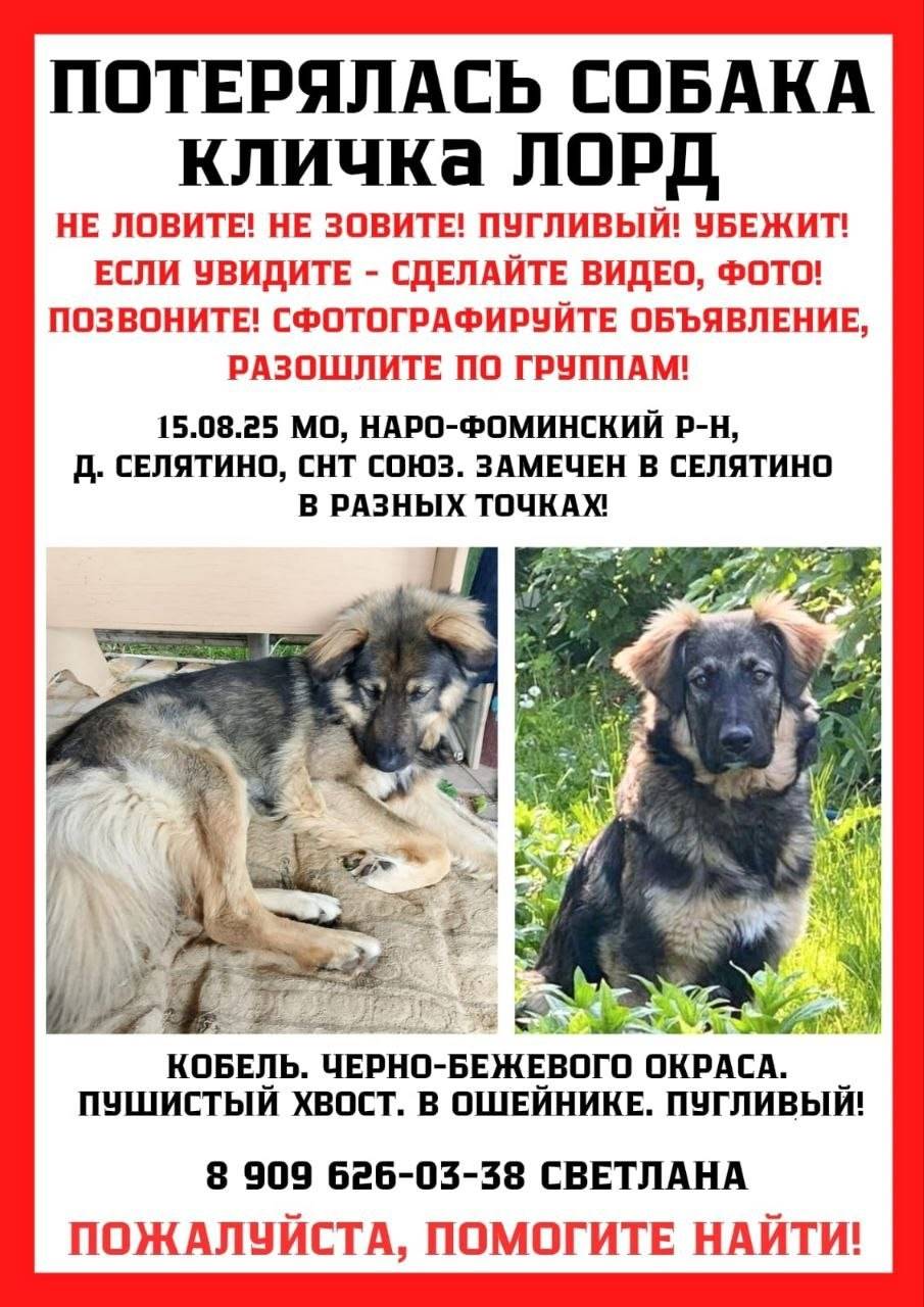 Пропала собака, Город Московский