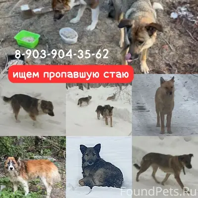Пропавшие собаки, район Заельцовский лес-Динамо