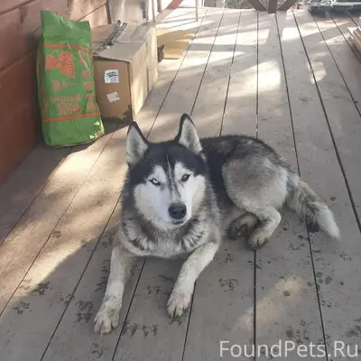 Пропала собака, предположительно из Маркова