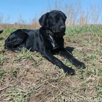 Пропал Лабрадор Малыш, г. Новотроицк