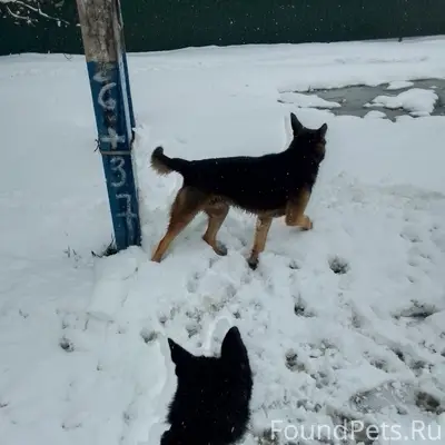 Пропал кобель, Андреевака, МО