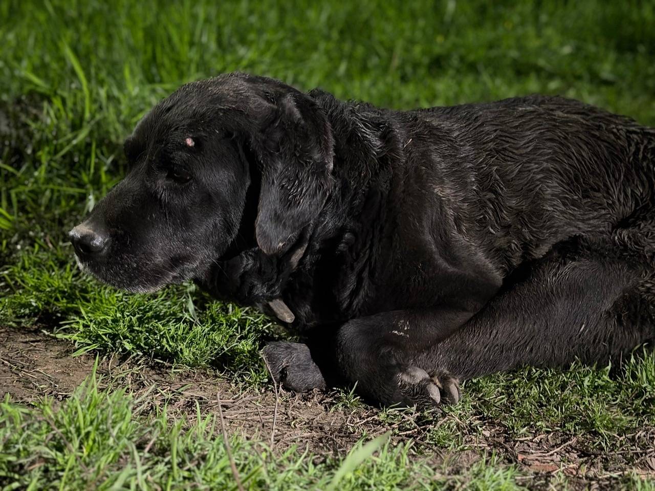 Найденная собака с ошейником, ищем хозяина