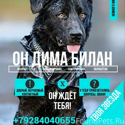Пропал пёс Дима Билан, Геленджик