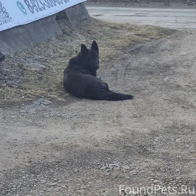 Найден чёрный пёс, район гибдд в Берлине