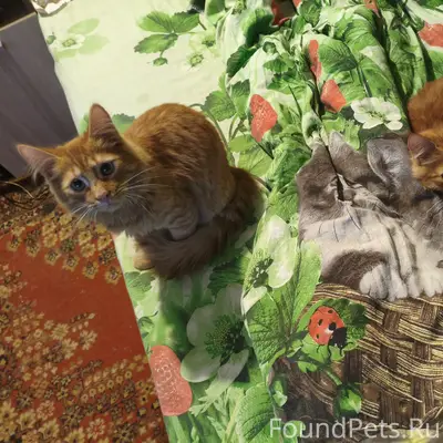 Пропал рыжий кот, район 15 школы