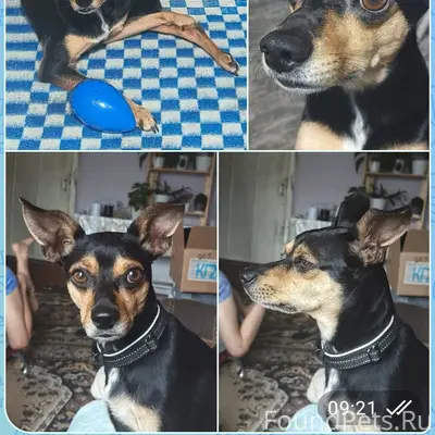 Пропал пёс Арчи, Курьи