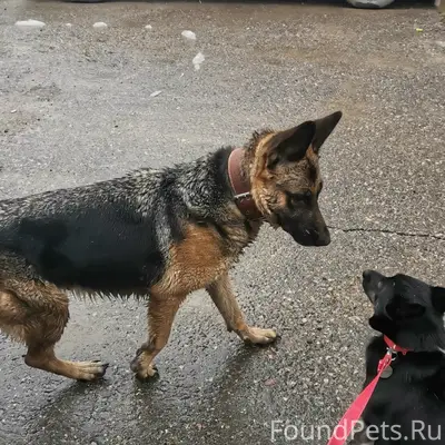 Найдена овчарка, Комиссарова 4 - 6